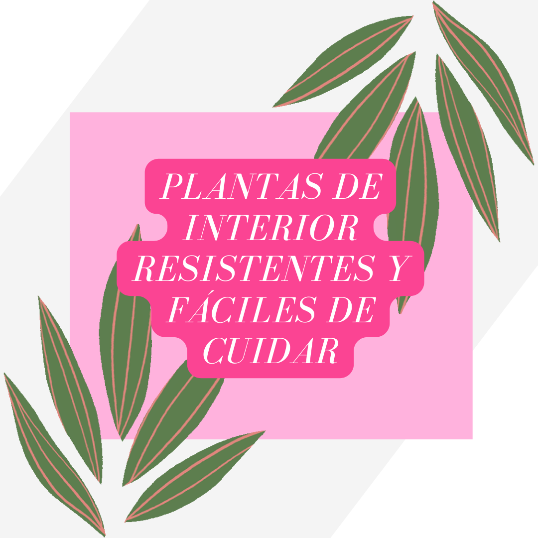 Plantas de interior resistentes y fáciles de cuidar