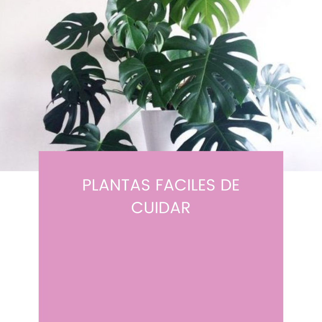 Plantas de interior resistentes y fáciles de cuidar