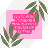 Plantas de interior resistentes y fáciles de cuidar - Hairsha