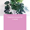 Plantas de interior resistentes y fáciles de cuidar - Hairsha